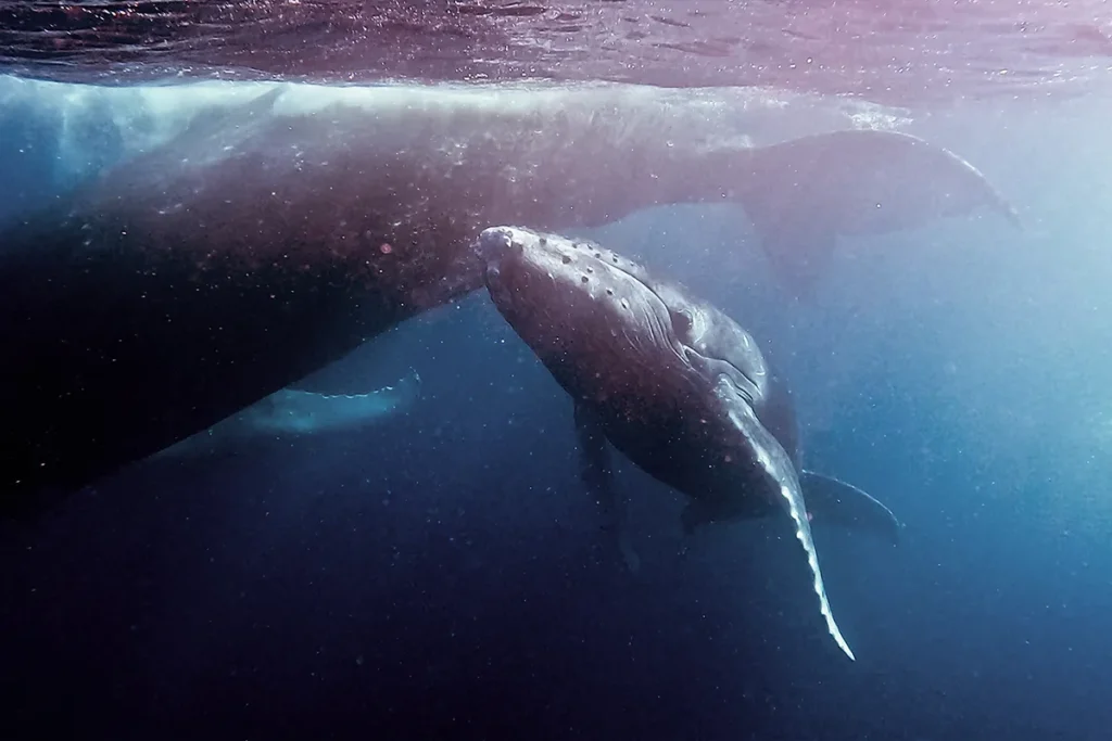 Whale swim in Tonga with a mom and calf