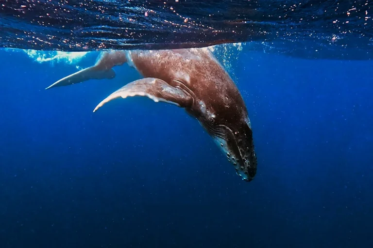 Baby humpback whale taking a dive into Vava'u water