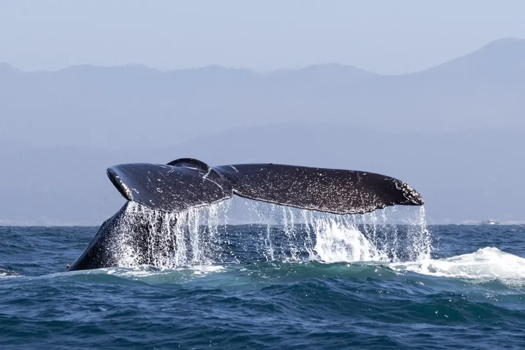 Humpback whale surfacing from the waters of Vava'u