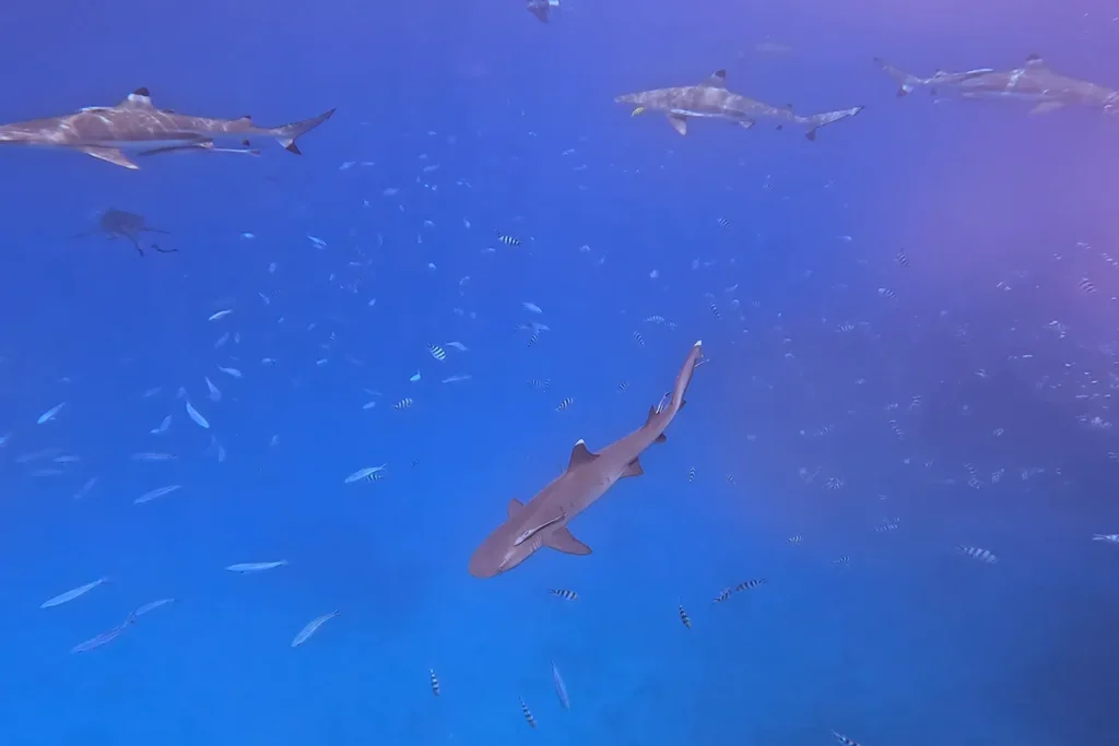 Swim with sharks in Kuata Island, Fiji.