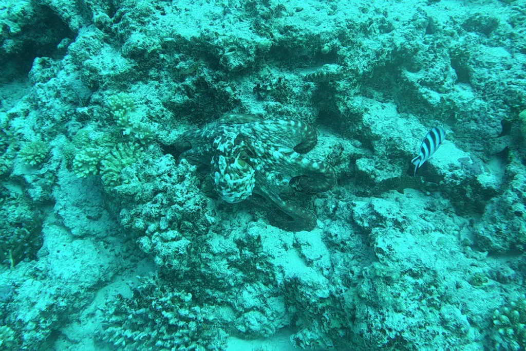 Octopus sighting during snorkeling at Monuriki Island.