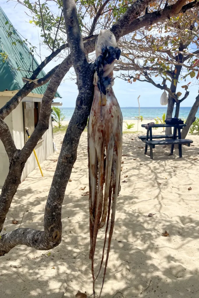 Giant octopus caught by a Whales Tale Cruise crew.