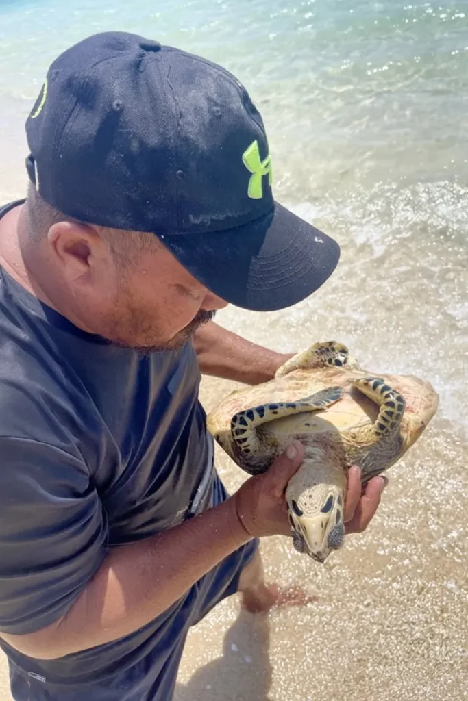A Whales Tale Cruise crew examining a dead sea turtle.